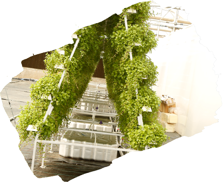 hydroponic vertical farming systems
